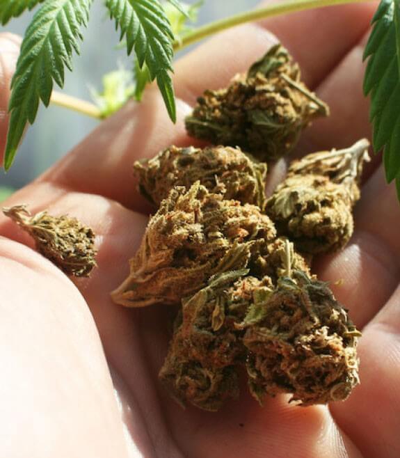 Green Leaf Dispensary Store