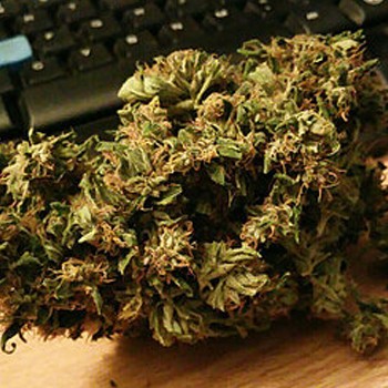 Electric Kush